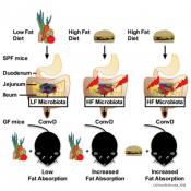 Specific bacteria in the small intestine are crucial for fat absorption