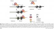 Long non-coding RNA in assembly of telomeric heterochromatin