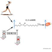 Exercise and cold release same hormone from fat to boost metabolism