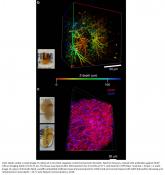 Visualizing three-dimensional microscopic structures in the human brain histology samples