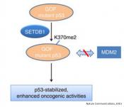 Histone methyltransferase regulates liver cancer cell growth through methylation of p53