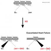Heart disease severity may depend on nitric oxide levels