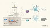 How microbial metabolite influences brain signaling to control neurologic disease