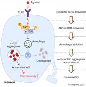 Pathogen-recognizing receptor (TLR2) involved in the clearance of neural protein aggregates