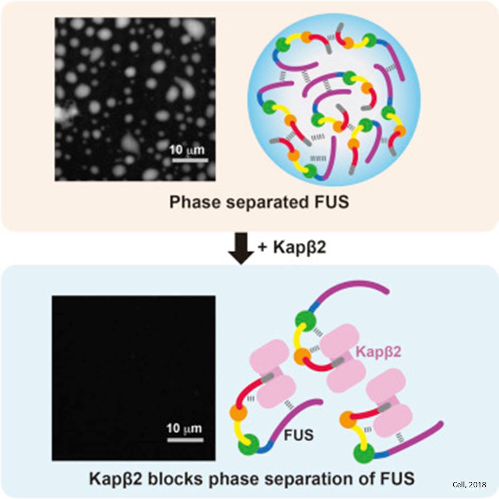Nuclear transport protein prevents the aggregation of FUS