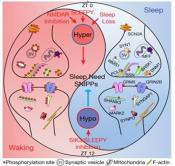 Biochemistry of sleep need in the brain