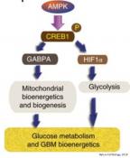 Metabolic regulator supports glioblastoma cancer growth