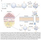 Increasing esophageal cancer therapeutic efficacy using infrared nanoparticles