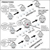 Mice study implicates fat as obesity cause