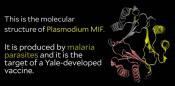 Targeting malaria protein to develop a vaccine