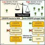 Bacterial defense broken by cooperating viruses