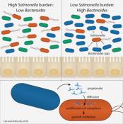 Gut bacteria byproduct protects against Salmonella