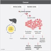Disrupted nitrogen metabolism in cancer