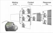 Brain network for observed social threat interactions