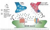 A brain protein controls body&#039;s energy rheostasis