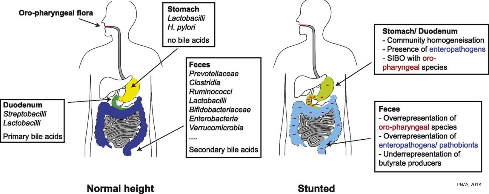 Malnutrition associated with detection of oral bacteria in gut!