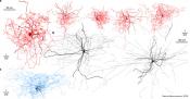 A new inhibitory kind of neurons found in human brain 