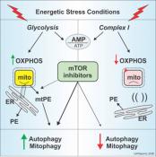 Mitochondrial Complex I Activity Is Required for Maximal Autophagy