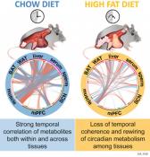 Body clock connects and co-ordinates genetic clock among organs and tissues