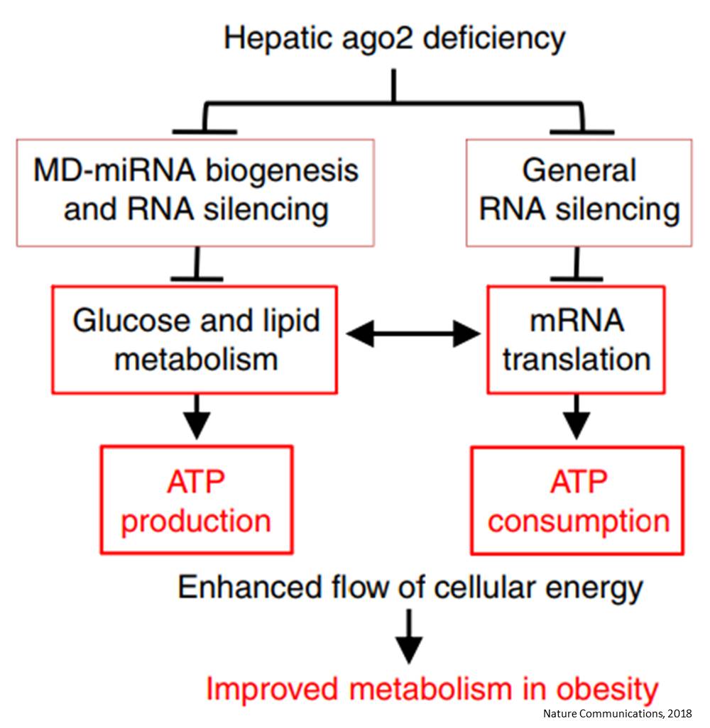 Blocking RNA silencing protein in liver to prevent obesity and diabetes in mice