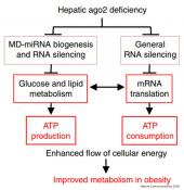 Blocking RNA silencing protein in liver to prevent obesity and diabetes in mice