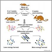 Mannose changes gut microbiome and prevents obesity