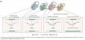 Class of neurological disorders share 3D genome folding pattern