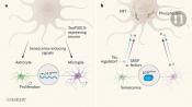 Senescent cells elimination prevents neurodegeneration 