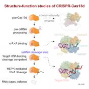 Molecular details of CRISPR-Cas9 RNA editing technology