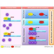 Confirming the role of SIRT6 as tumor suppressor in Cancer