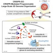 Rearranging genome with CRISPR
