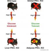 New twist in diabetes - fat has a role to play!