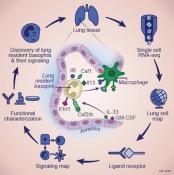 Basophils role in lung development