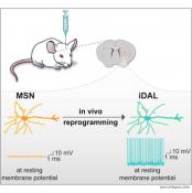 Reprogramming mature mouse GABA neurons into dopaminergic neurons