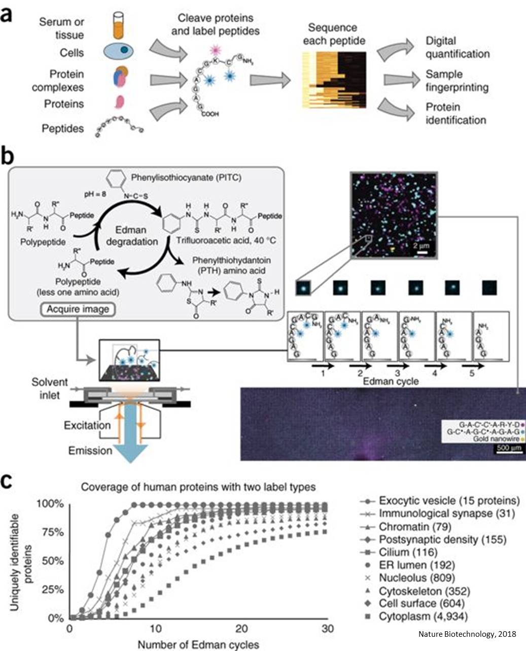A single molecule fluorosequencing to sequence millions of proteins in a single sample 