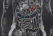 The composition of gut bacteria almost recovers after antibiotics