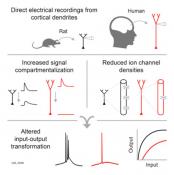 Human brain electrical properties of dendrites help explain our unique computing power