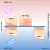 Discovery and Characterization of piRNAs in the Human Fetal Ovary