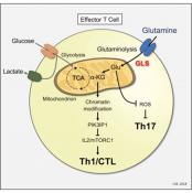 Glutamine metabolism affects T cell signaling and function
