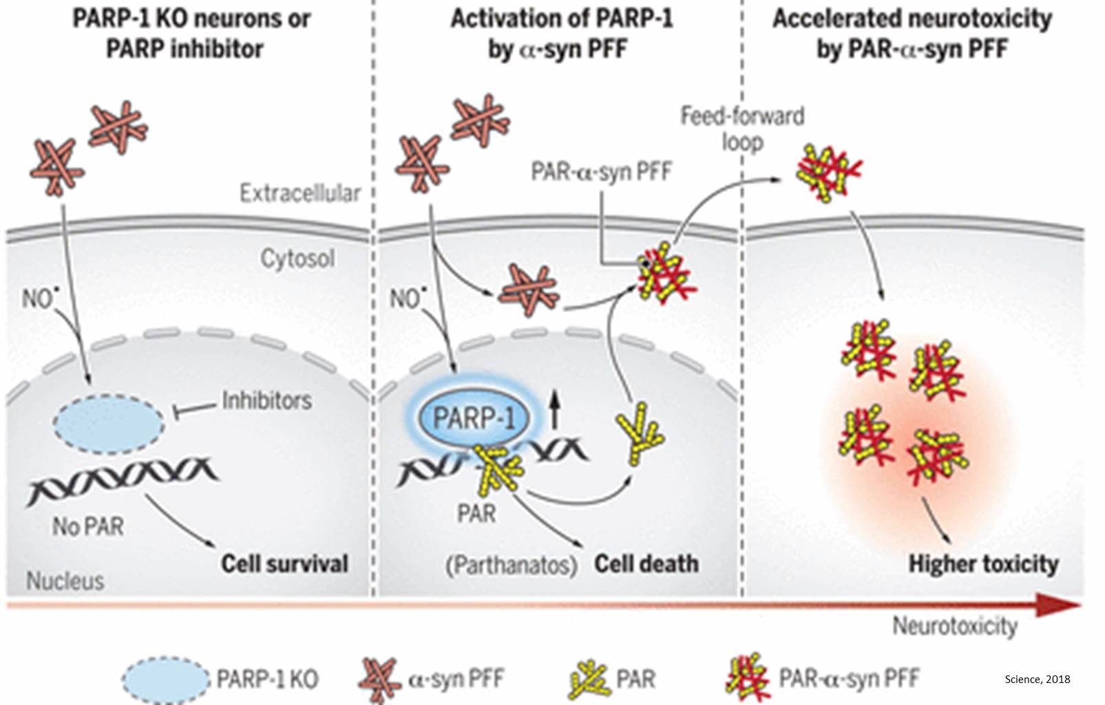 A key driver of nerve cell degradation in Parkinson&#039;s disease