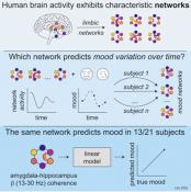 Brain network in depressed mood identified!