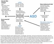 Saliva-based RNA panel distinguishes children on autism spectrum from non-autistic peers