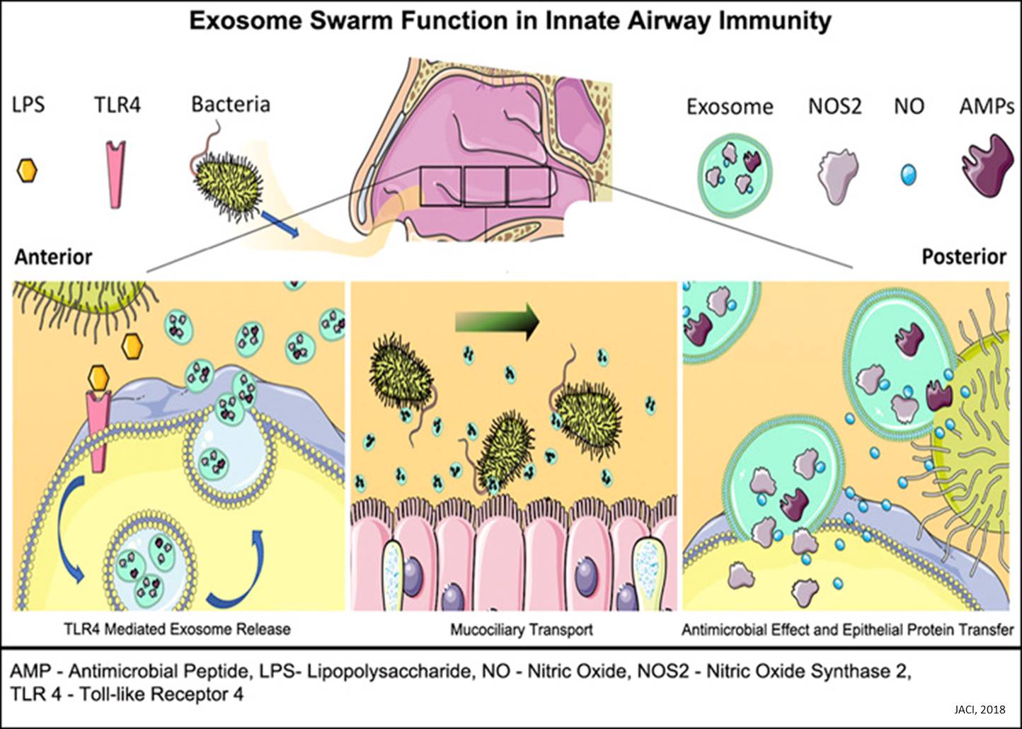 Exosomes &#039;swarm&#039; to protect against bacteria inhaled through the nose