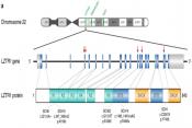 Mutations in LZTR1 drive human disease by dysregulating RAS ubiquitination