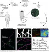 Human neuron dynamics imaged in vivo