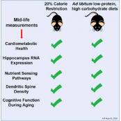 Low-protein high-carb diet shows promise for healthy brain aging