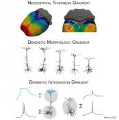 Neurons process information differently depending on their location