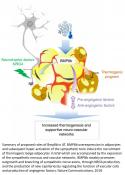Adrenergic-induced remodeling of the neuro-vascular network in adipose tissue