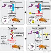 Decoding mechanism of remembering &ndash; and forgetting