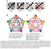Mathematical modeling indicate microbiome interactions shape host fitness